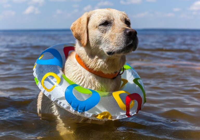 Μπορεί ο σκύλος να κάνει μπάνιο στη θάλασσα; Τι ορίζει ο νόμος; 