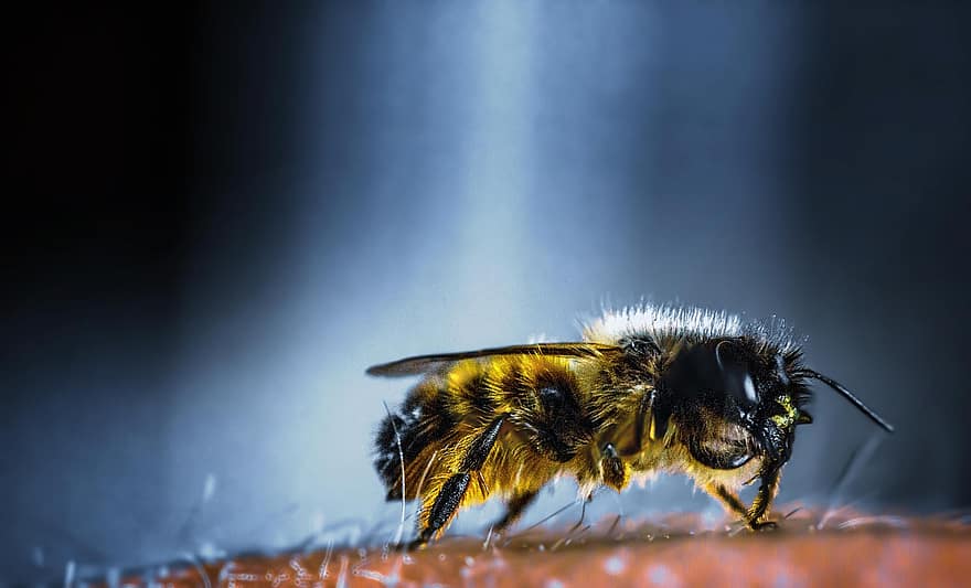 Mέλισσες «δολοφόνοι» τσίμπησαν πάνω από 20.000 φορές έναν 20χρονο 