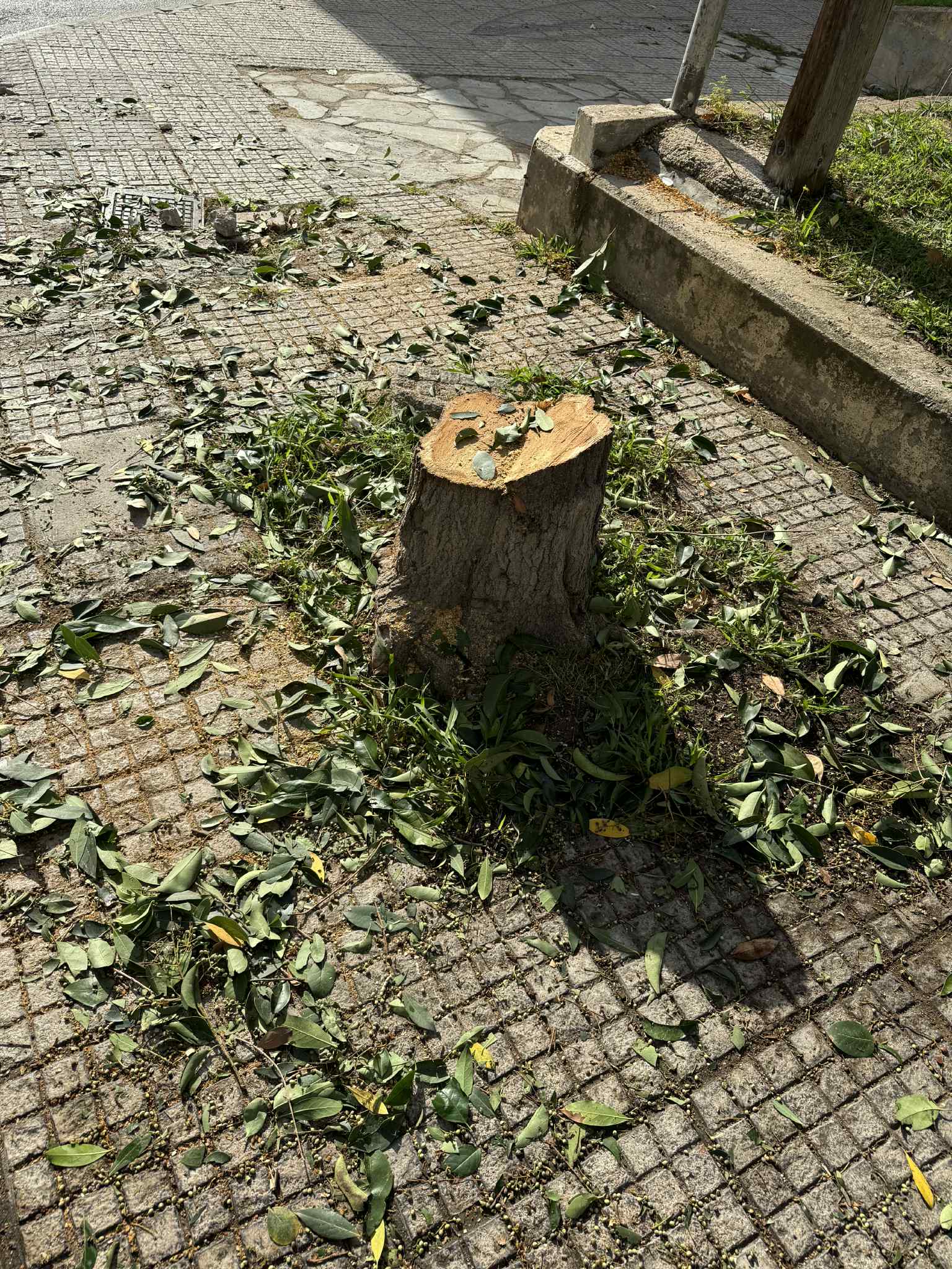 Ανεξέλεγκτη κοπή δέντρων, Χαϊδάρι, δυτικά  