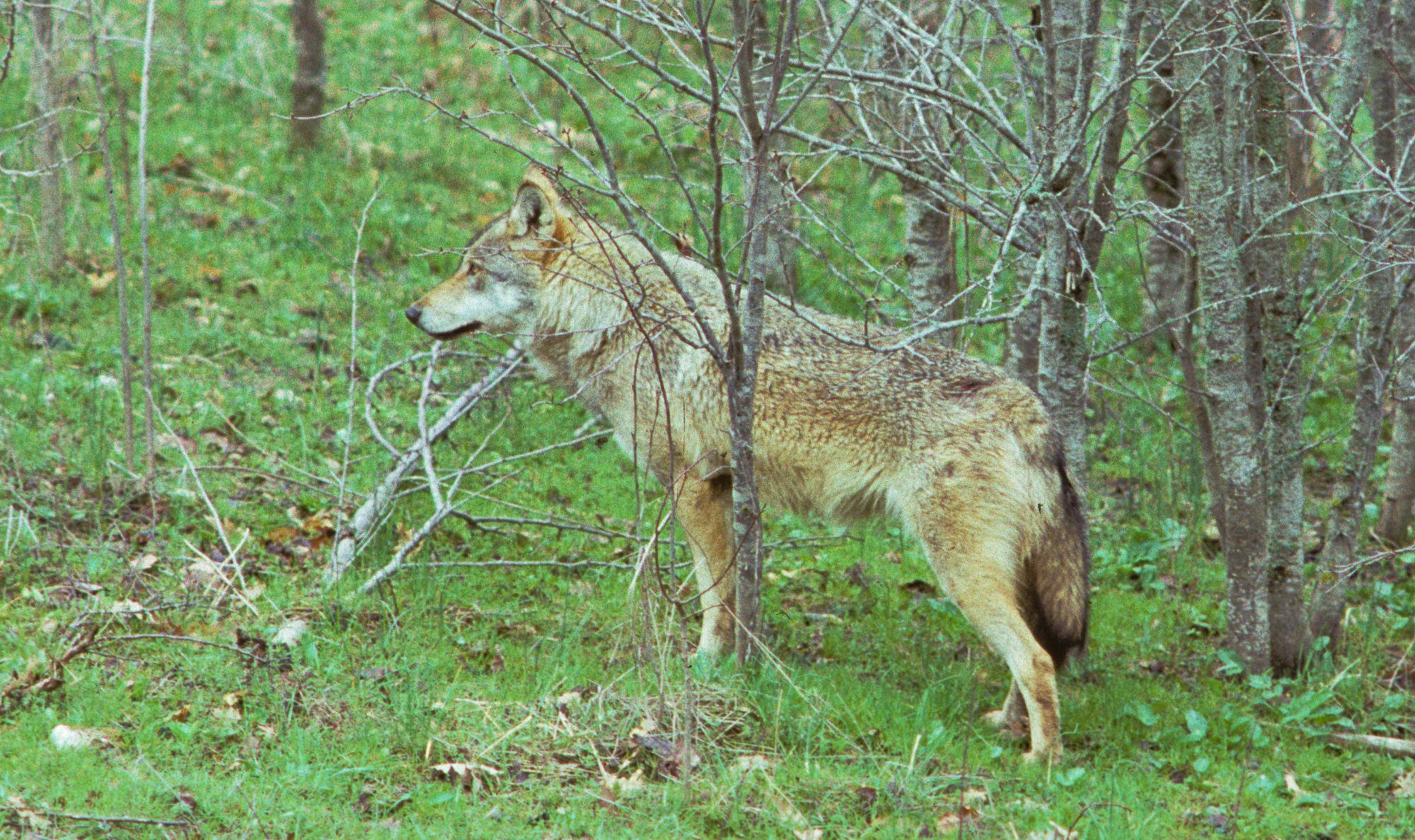 Οδηγίες προς τους πολίτες λόγω της εμφάνισης λύκου στο Ποικίλο Όρος