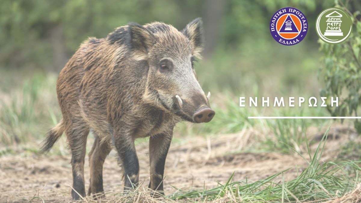 Σχετικά με την εμφάνιση άγριων ζώων στο Ποικίλο Όρος