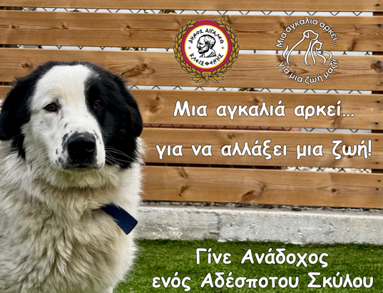 Μια αγκαλιά αρκεί… για να αλλάξει μια ζωή!  Γίνε Ανάδοχος ενός Αδέσποτου Σκύλου