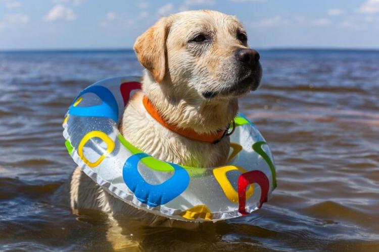 Μπορεί ο σκύλος να κάνει μπάνιο στη θάλασσα; Τι ορίζει ο νόμος; 