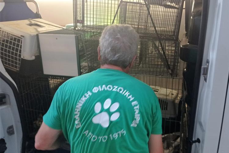 Πετρούπολη: Επιχείρηση απεγκλωβισμού και διάσωσης γατιών 