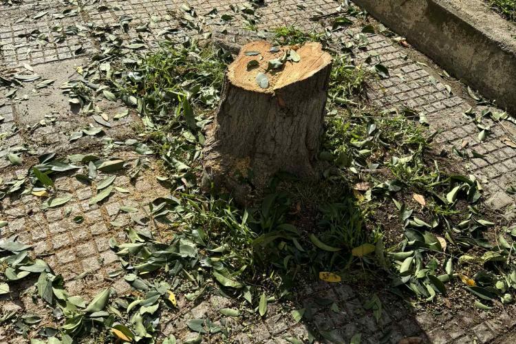 Ανεξέλεγκτη κοπή δέντρων, Χαϊδάρι, δυτικά  