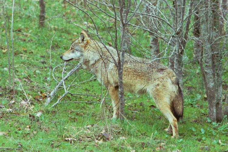 Οδηγίες προς τους πολίτες λόγω της εμφάνισης λύκου στο Ποικίλο Όρος