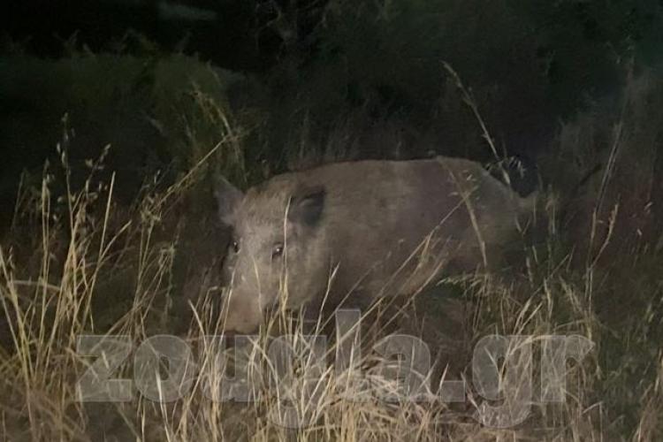 Αγριογούρουνα κάνουν βόλτες στην Πετρούπολη