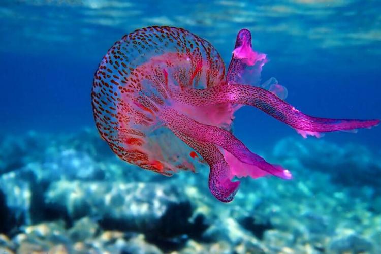 Μωβ μέδουσα, πρώτες βοήθειες 