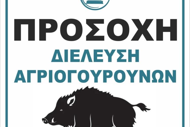  Σχετικά με την παρουσία αγριογούρουνων στον αστικό ιστό, ποικίλο όρος, Πετρούπολη 