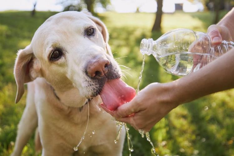    Οδηγίες για τα Αδέσποτα & Δεσποζόμενα Ζώα κατά τις Ημέρες του Καύσωνα