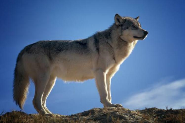 Σουηδία, θανάτωση λύκων